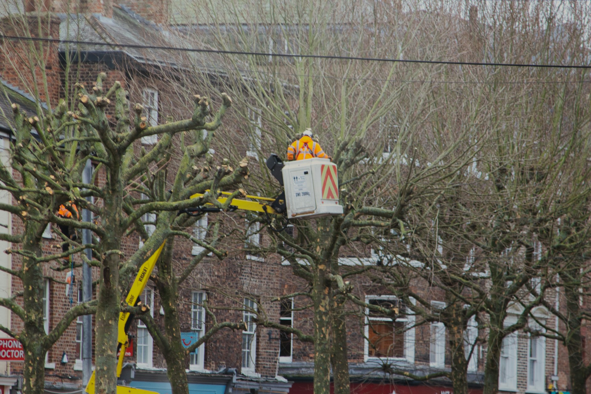 Arborist Service