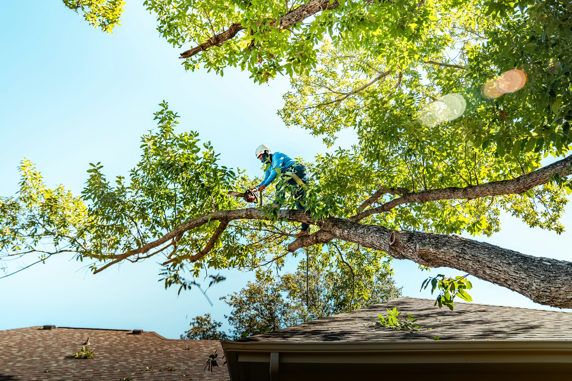 Emergency Tree Service