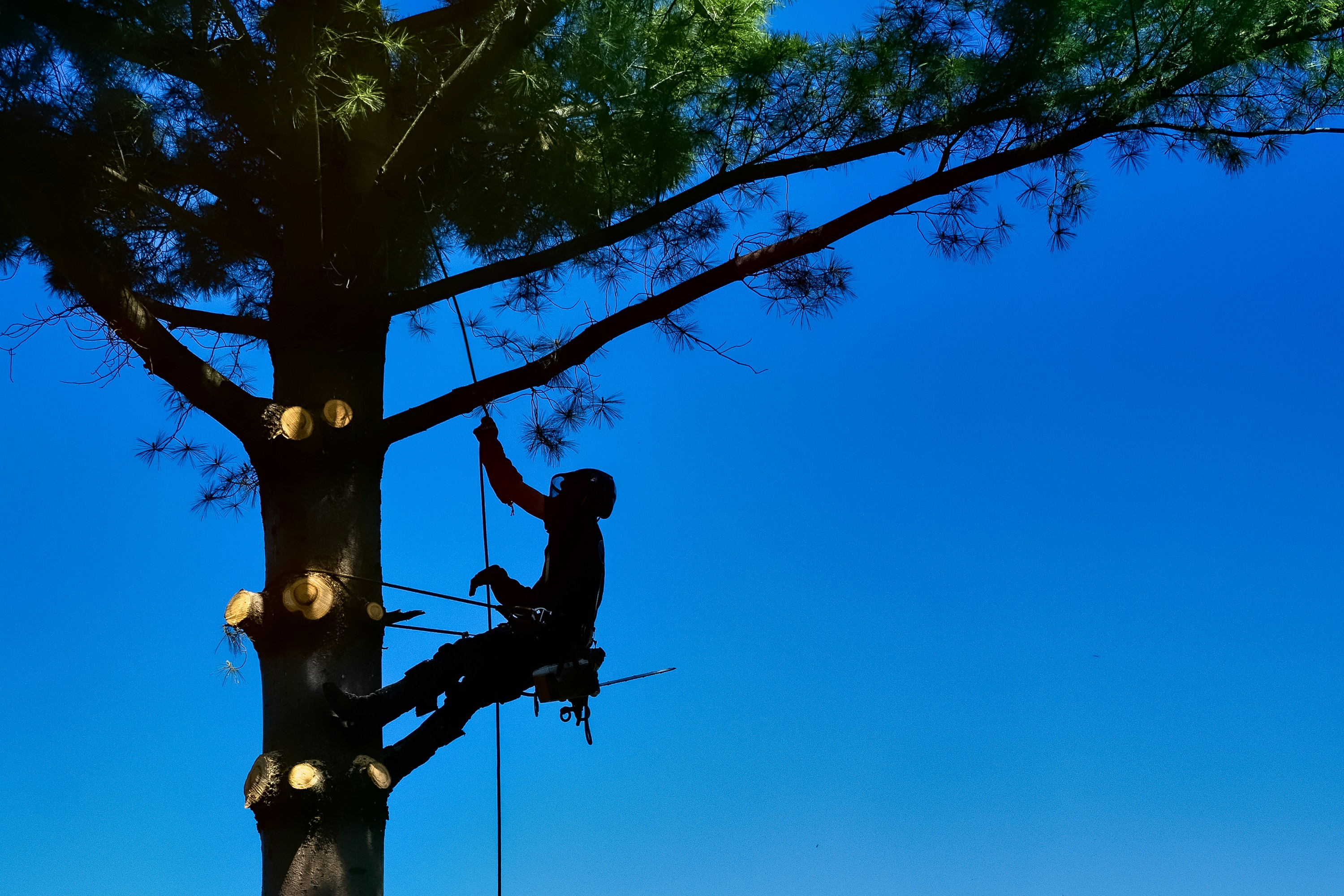 Tree Service Concord, NH