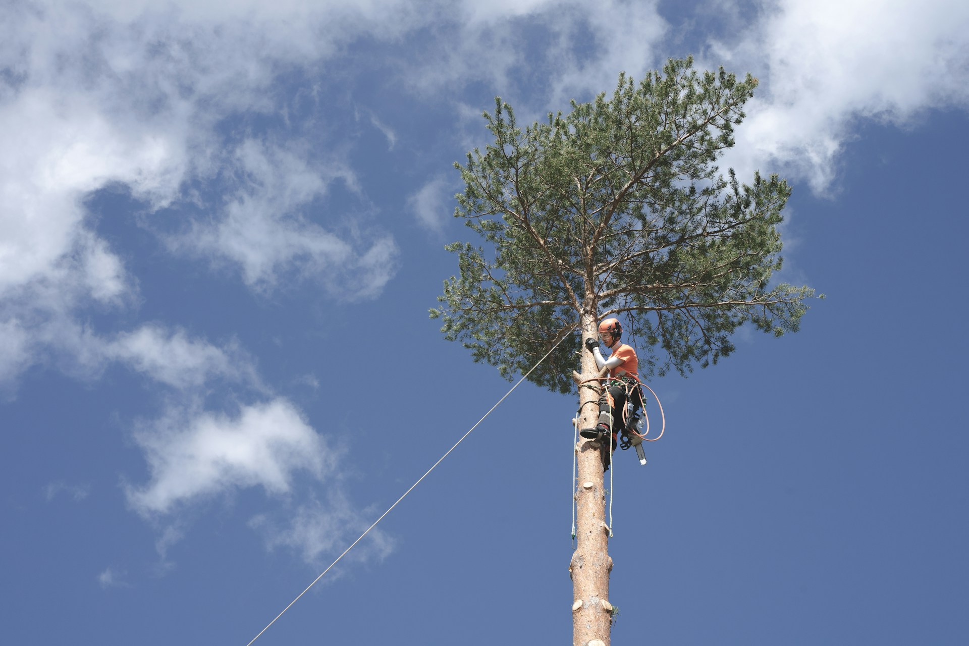 Tree Cabling